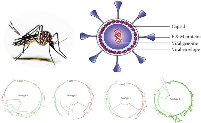 Dengue Virus