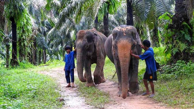 Go to Krabi Elephant Sanctuary