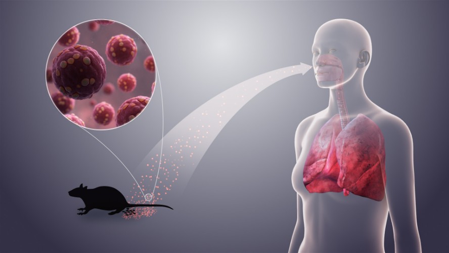 Hantavirus Virus