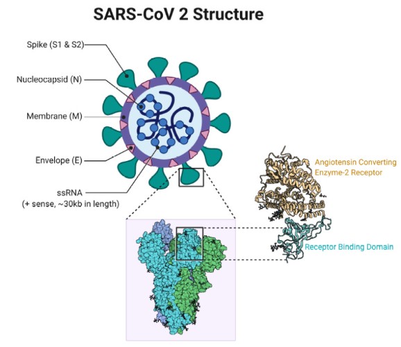 SARS-CoV-2 (COVID-19) - Most Dangerous Viruses in Human History