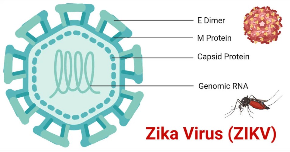 Zika Virus